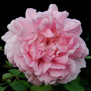 Ausglisten - trandafiri - www.pharmarosa.ro